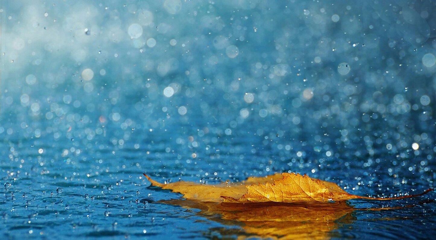 pioggia e foglia.jpeg