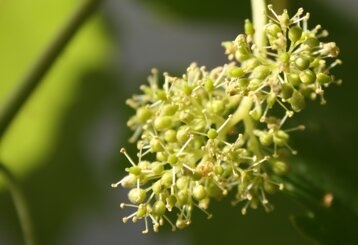 8ca33c27-4ab0-4509-a5da-9f89ee66d2a2