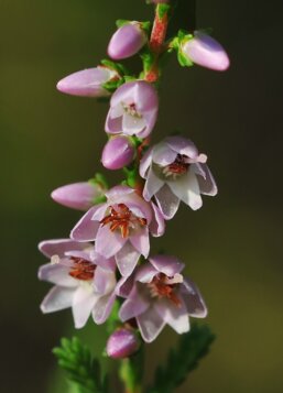 899526ba-cb04-4415-a36d-a3e50ee9f8da