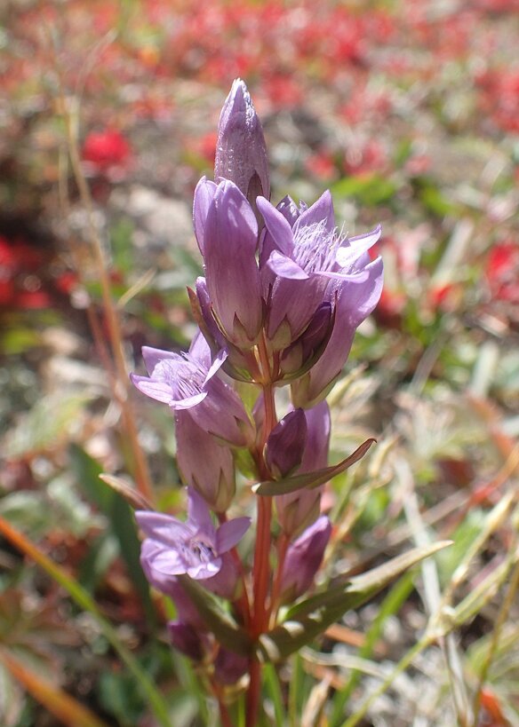 a04ab65b-e09b-49c0-bbfc-cf7b6e1bcb59