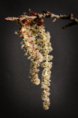 c770a428-44d5-476d-9d63-f8fc938506f3