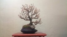 FORTSIZIA BONSAI SOSTITUZIONE ROCCIA E VASO 2024
