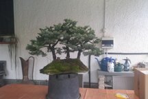 BOSCHETTO BONSAI