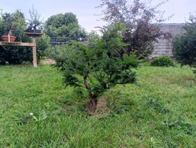 img_20240616_085548_152.jpeg img_20240616_085548_152.jpeg