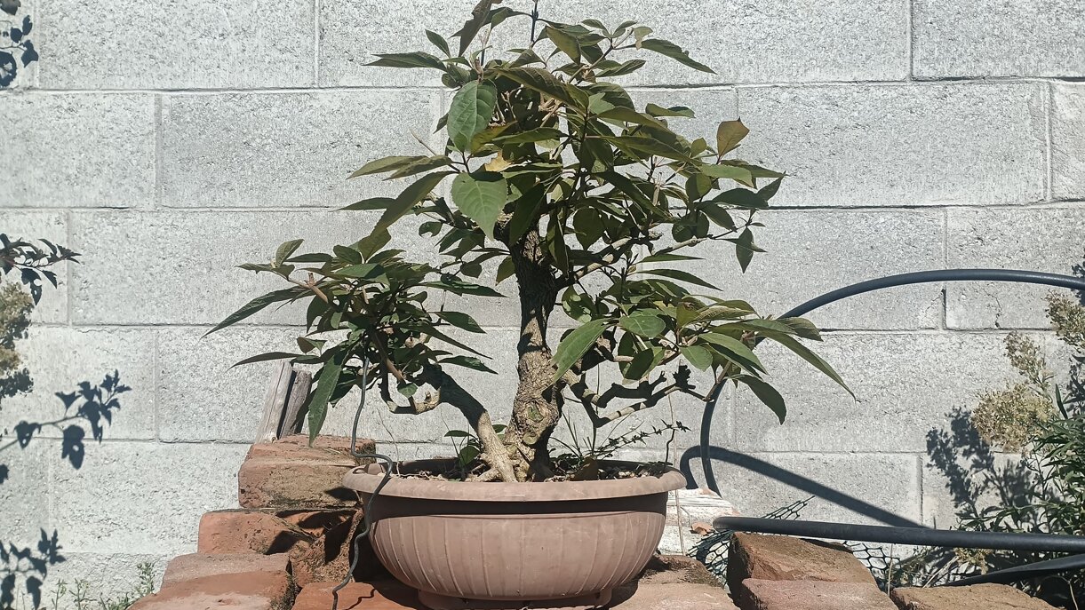 img_20250928_115325_331.jpeg img_20250928_115325_331.jpeg