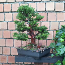 TAXUS BACCATA AQUISTO PIANTA 2015