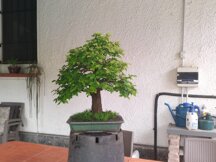 APRILE 2024 OLMO BONSAI