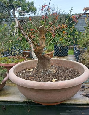 acero burgeriano tozzo2.jpeg