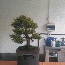 TASSO BACCATA BONSAI APRILE 2024