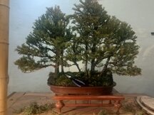 img_20251207_133550_871