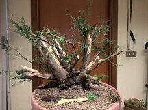 TASSO BONSAI INIZIO PROGETTO 2016