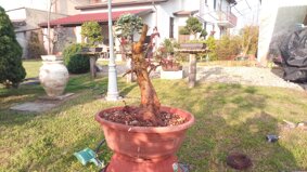 img_20240317_165619.jpeg img_20240317_165619.jpeg