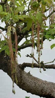img_20250329_071902_349