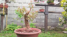 img_20240427_104238.jpeg img_20240427_104238.jpeg