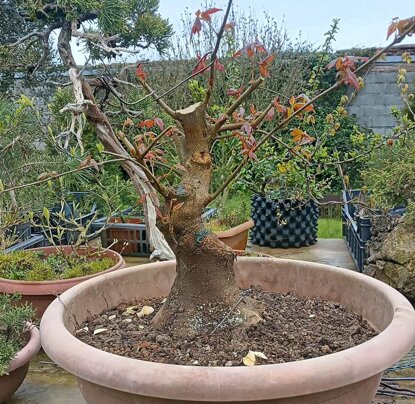 acero burgeriano tozzo2.jpeg