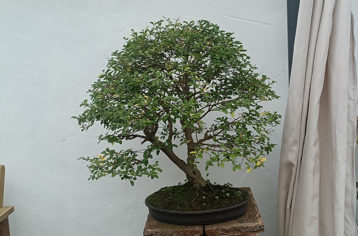 ligustro bonsai.jpeg