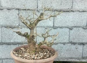 img_20250928_115325_331.jpeg img_20250928_115325_331.jpeg