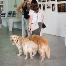 Mostra Sala Nagasawa