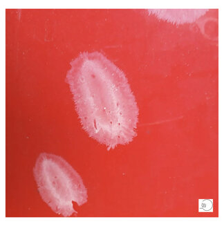 batuffoli di nulla-1.jpeg batuffoli di nulla-1.jpeg