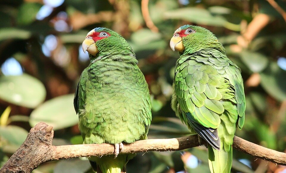 UNA FINESTRA SULLA NATURA - 7) In cielo e in terra - seconda parte