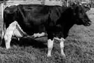 Nell'isola del Tesoro, cercando Morgan e la tetta bianca