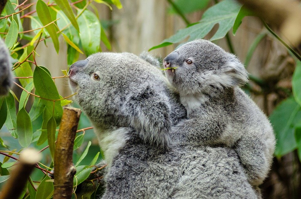 Il koala e l'eucalipto, un abbraccio per cercare il fresco