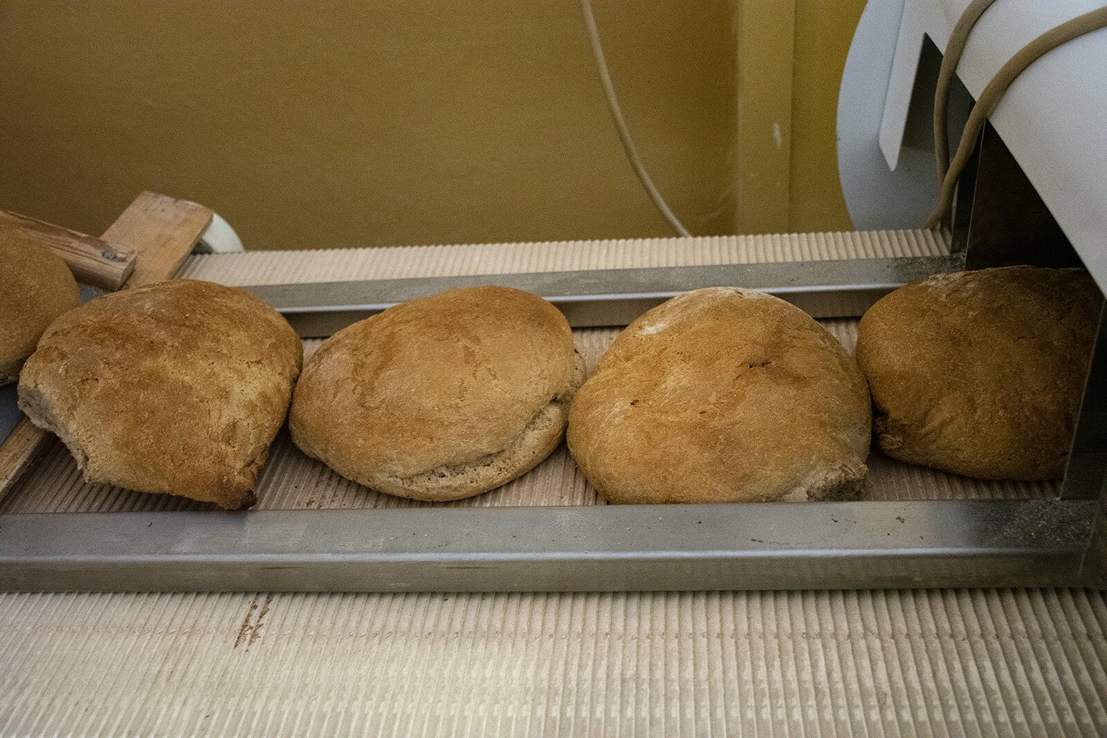 Angiolino il fornaio, e il pane di Triora