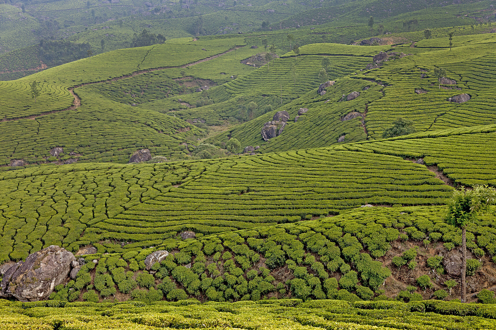 Shangri-La del Kerala, fra piantagioni di thè e sciarpine colorate