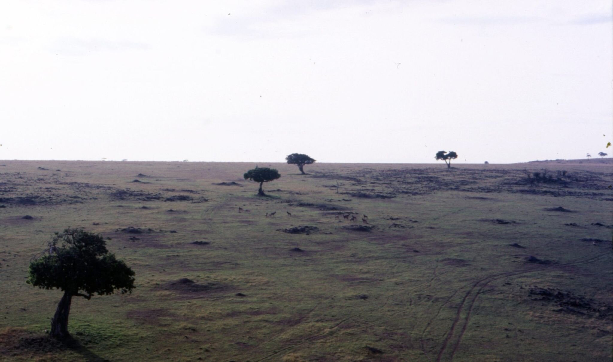 Mal d'Africa