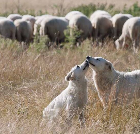 Tratturi, bracci e tratturelli, la transumanza a piedi fra Abruzzo e Molise
