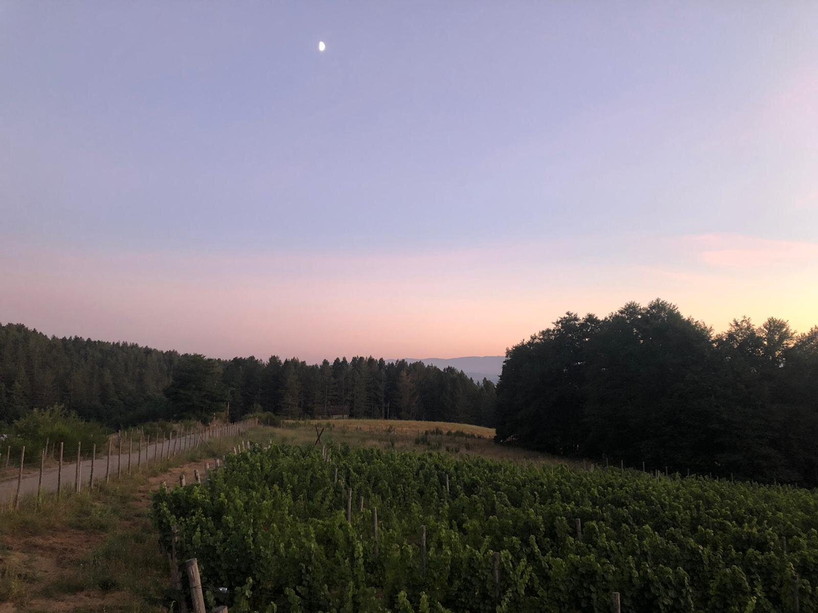 Sila, nel vigneto più alto d'Europa