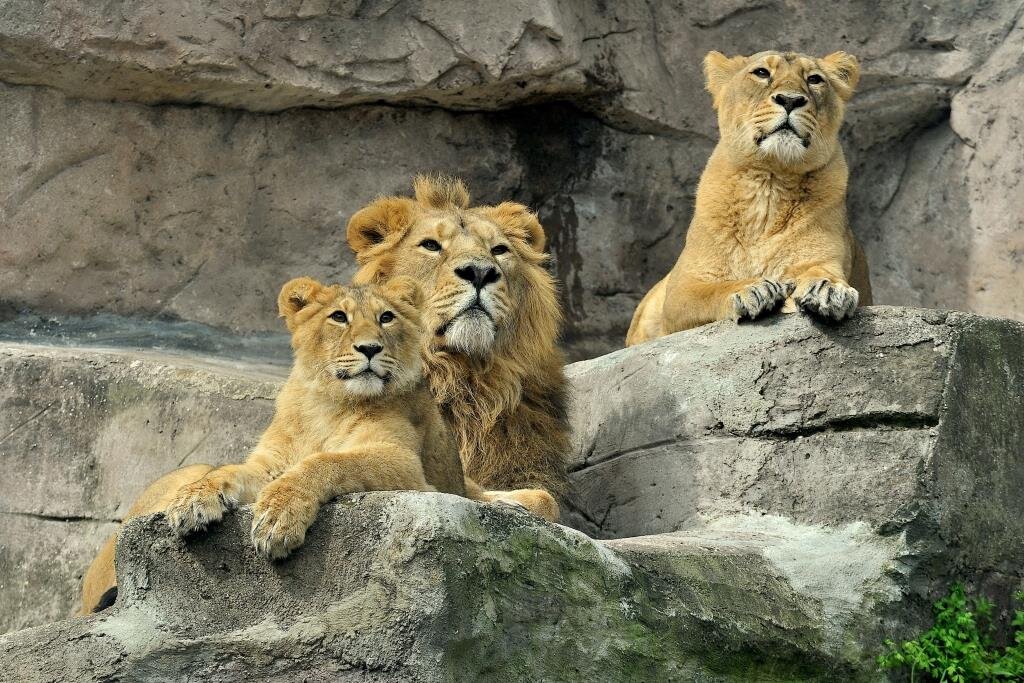 Bioparco, è morta la leonessa Naisha