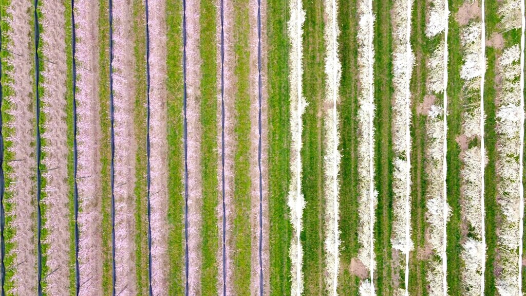 Monviso in fiore, Saluzzo presenta i frutteti in festa Monviso in fiore, Saluzzo presenta i frutteti in festa