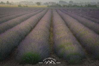 img_5875.cr3 +1_+2_+3_0_-1_-2_-3_enhancer.jpeg