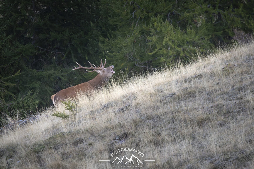 120a7070.jpeg 120a7070.jpeg