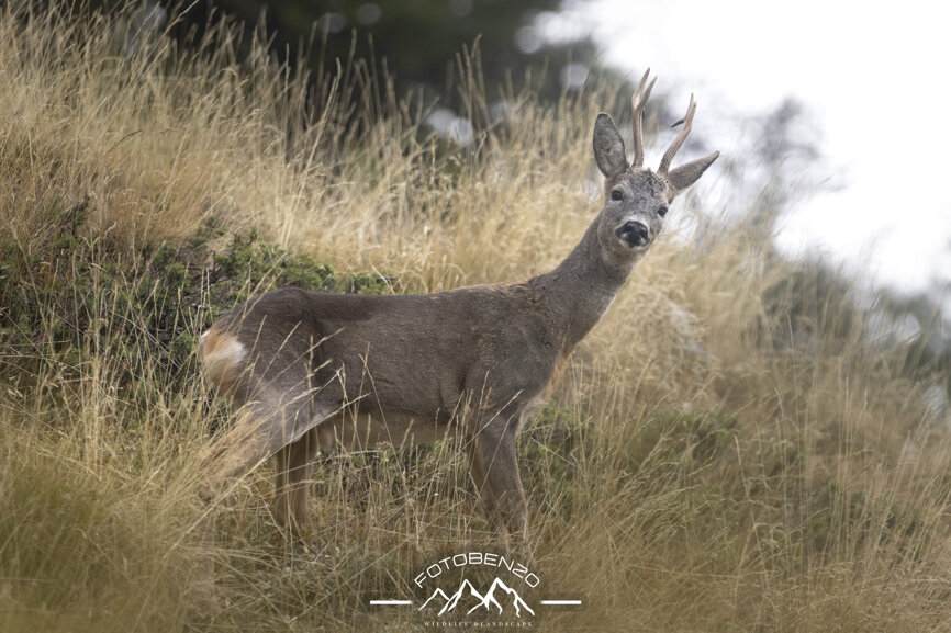 120a7403.jpeg 120a7403.jpeg