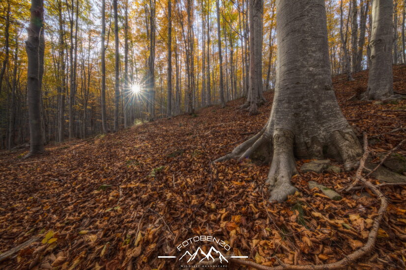 218a4413_4_5_6_7_8_9_enhancer.jpeg 218a4413_4_5_6_7_8_9_enhancer.jpeg