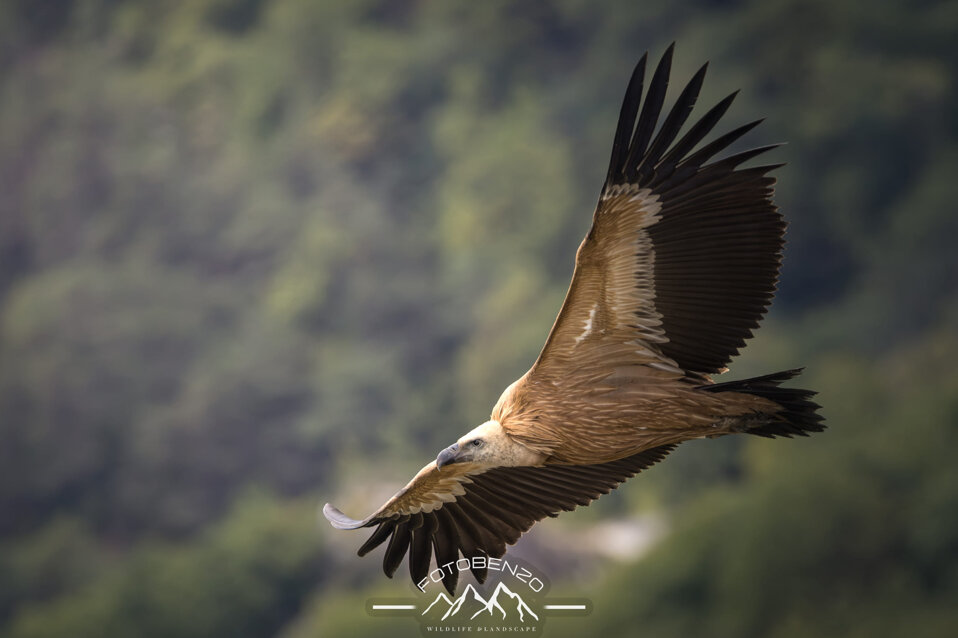 120a2755riot.jpeg