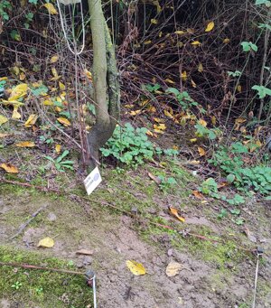 img_20251102_133846.jpeg img_20251102_133846.jpeg