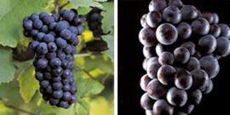 d15ea46262def5df0bd77accb57586f59f7a2495.jpeg d15ea46262def5df0bd77accb57586f59f7a2495.jpeg