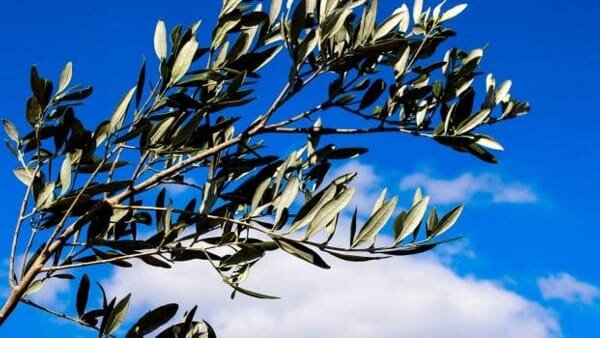 Pasqua a Trieste: profumo di primavera! Pasqua a Trieste: profumo di primavera!