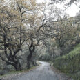 Strada comunale Amendolea