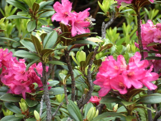 4bcaf286-19e8-4d4a-88e9-749765759c97