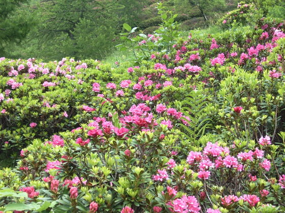 56ab4a44-a355-4a62-93ab-b9cb39283d62