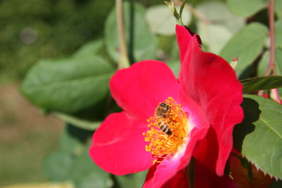 81d54114-c25e-4deb-baaa-d02396464890