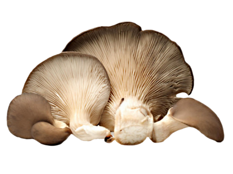 senza titolo-4 copia.pnrrrrrg