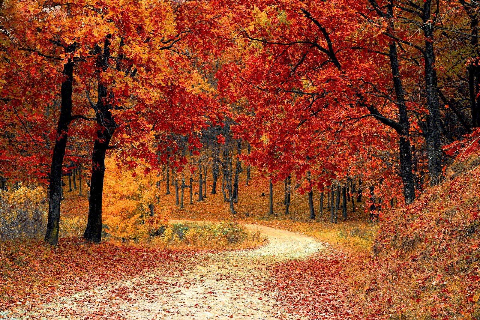 Rallentamento autunnale: come accogliere il cambio di stagione senza viverlo come un declino un bosco in autunno