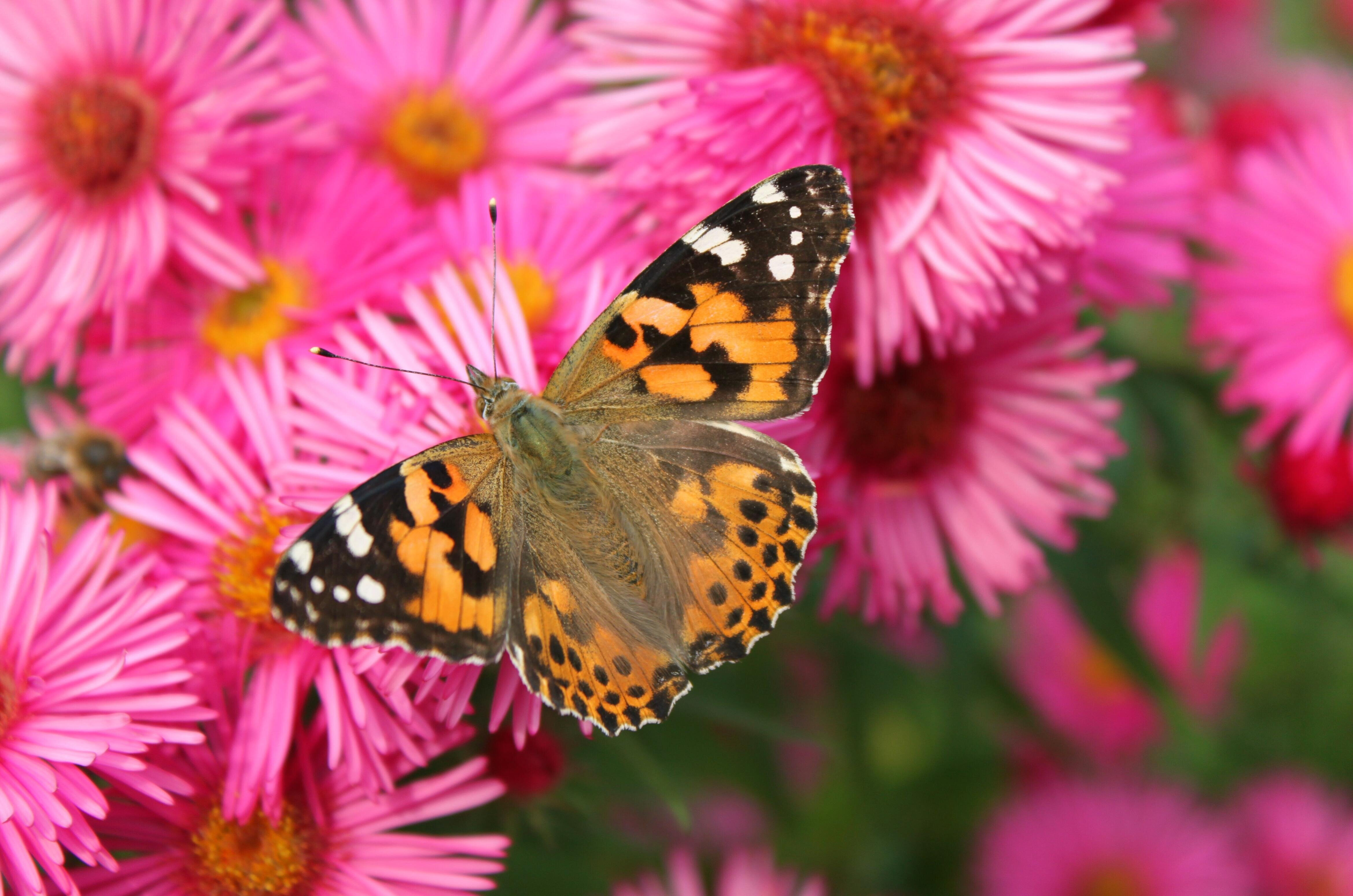 una bellissima farfalla su un fiore colorato, tutta da ammirare