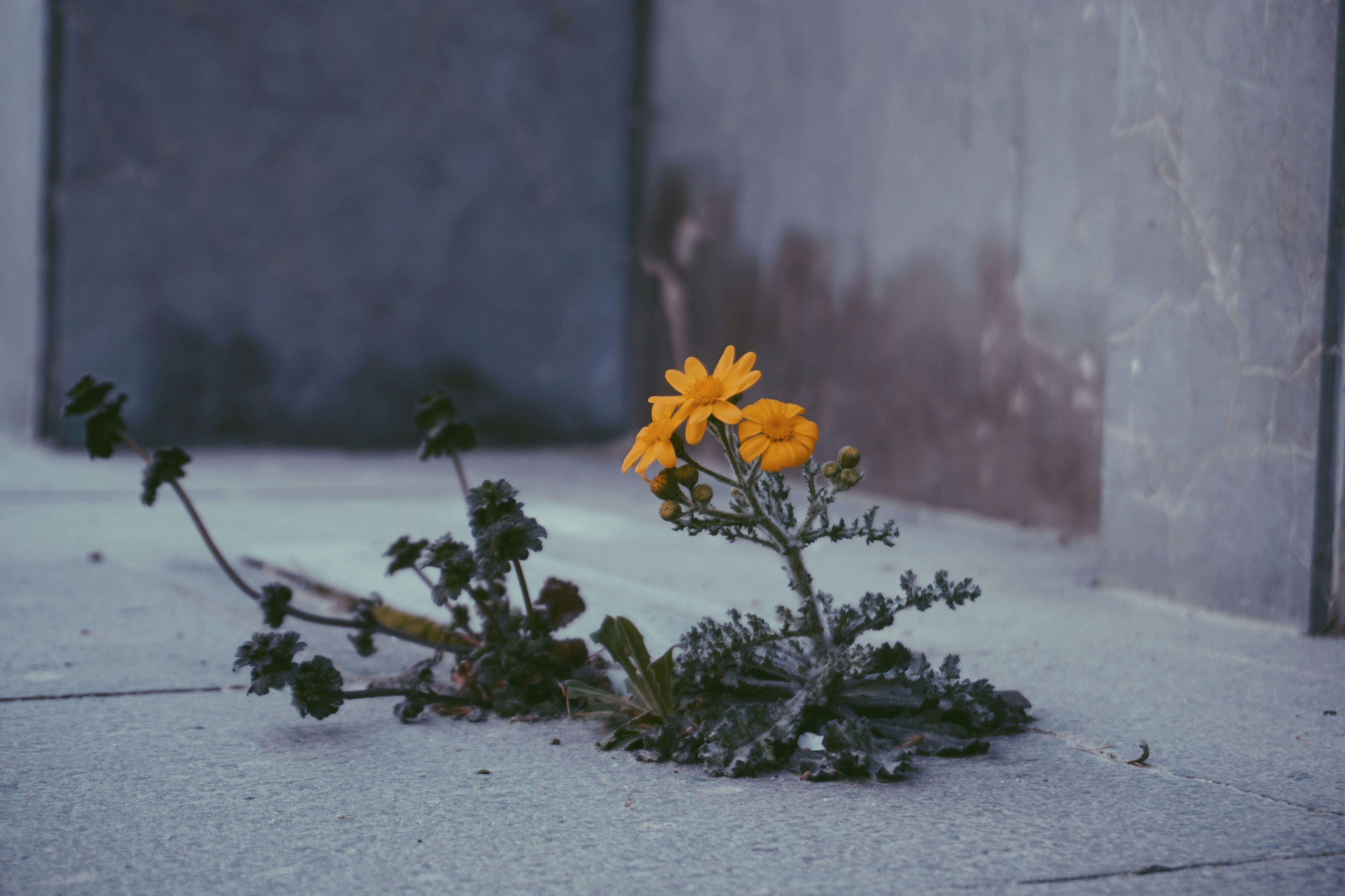 Supporto sociale e resilienza emotiva: affrontare le sfide della vita con equilibrio fiori che crescono in mezzo all'asfalto