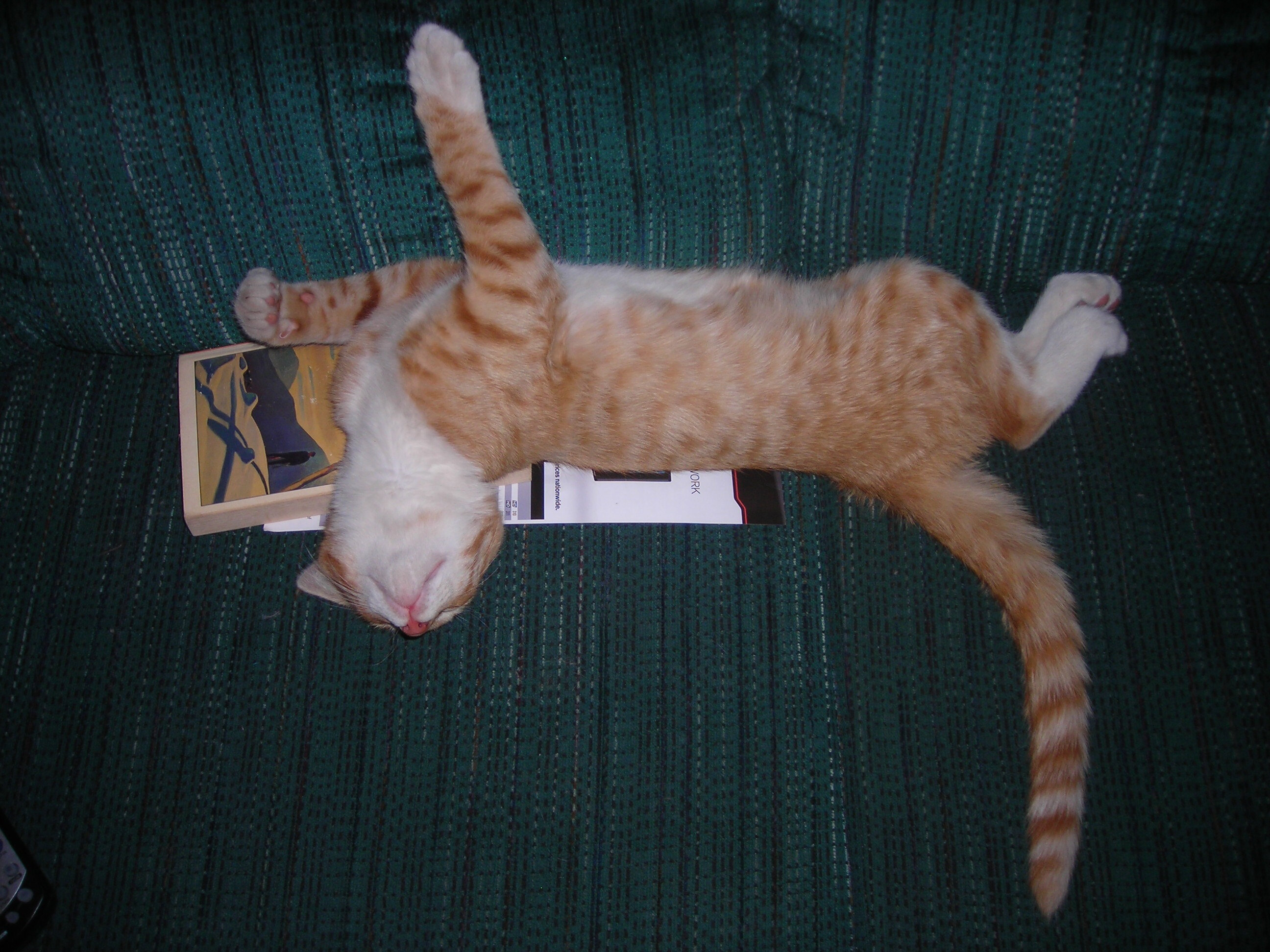 un gatto dorme beatamente sul divano